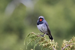 Calliope pectoralis