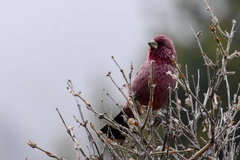 Carpodacus rhodochlamys