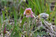 Pulsatilla campanella