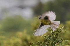 Phylloscopus griseolus