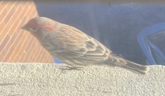 Haemorhous mexicanus