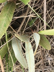 Parinari capensis capensis