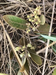 Parinari capensis capensis