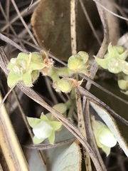 Parinari capensis capensis