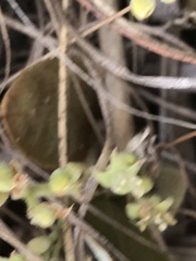 Parinari capensis capensis