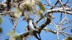 Hemiprocne longipennis