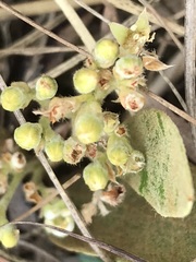 Parinari capensis capensis