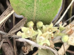 Parinari capensis capensis