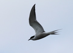 Sterna hirundo longipennis
