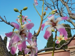 Ceiba speciosa