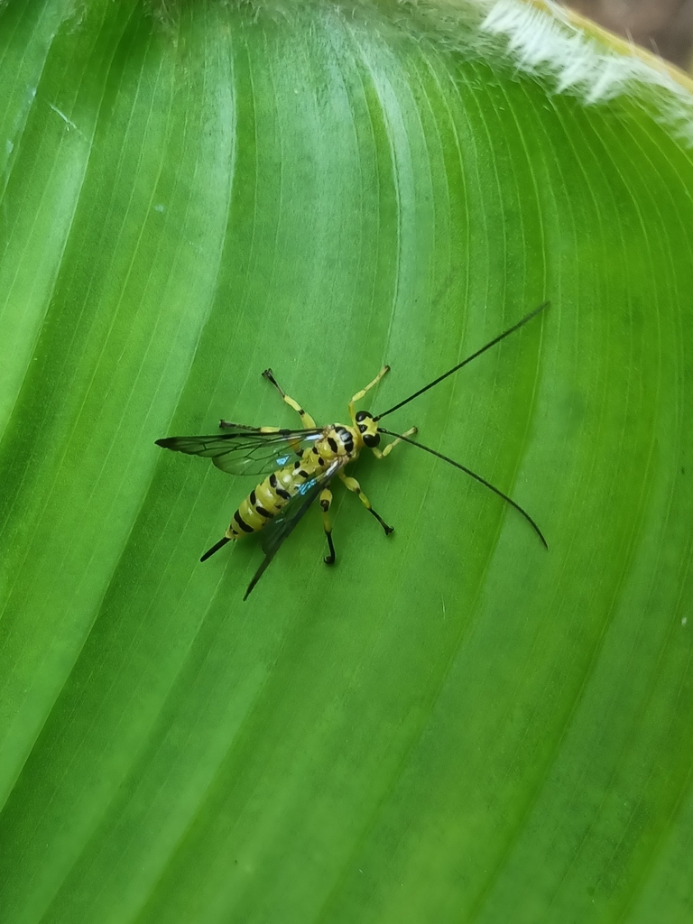 Xanthipimpla Xanthopimpla elegans (Xanthopimpla elegans) — Biodiversitas Nusantara ...