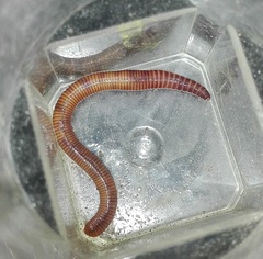 Eisenia fetida
