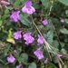 Wood Calamint - Photo (c) slow_project, some rights reserved (CC BY-NC)