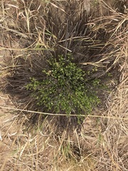 Thesium transvaalense