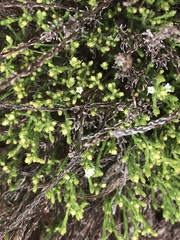 Thesium transvaalense