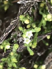 Thesium transvaalense