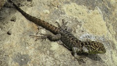 Stenocercus crassicaudatus