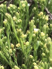 Thesium transvaalense