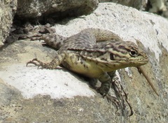 Stenocercus crassicaudatus