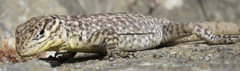 Stenocercus crassicaudatus