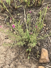 Jamesbrittenia aurantiaca