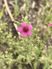 Jamesbrittenia aurantiaca