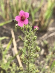 Jamesbrittenia aurantiaca