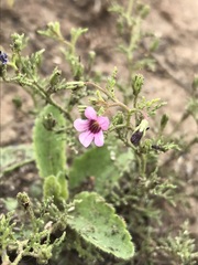 Jamesbrittenia aurantiaca