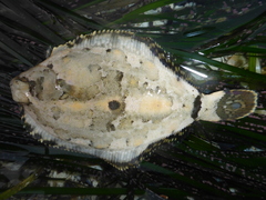 Pleuronichthys coenosus