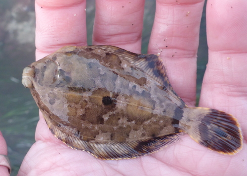 C-O sole (Pleuronichthys coenosus) — Pleuronectidae — 2