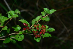 Viburnum parvifolium