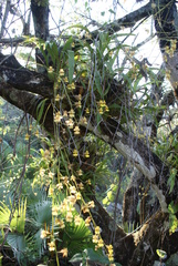 Oncidium microstigma