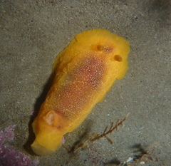 Doriopsilla albopunctata