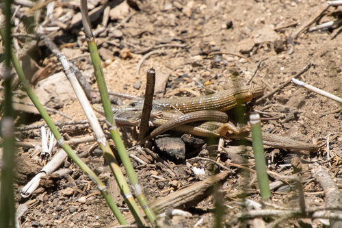 iNaturalist observation photo of Sierra Alligator Lizard