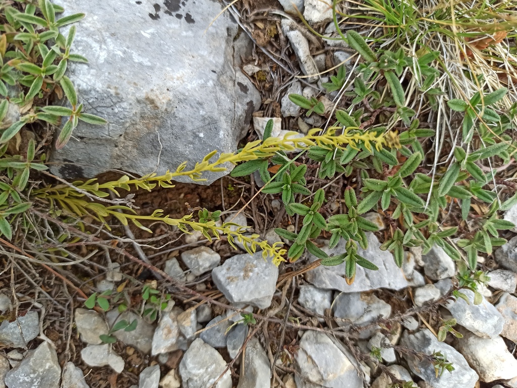Thesium parnassi