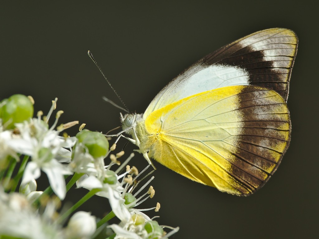 Yellow Albatross