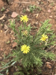 Osteospermum muricatum