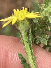 Osteospermum muricatum