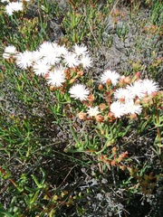 Ruschia tumidula