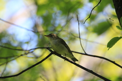 Phylloscopus examinandus