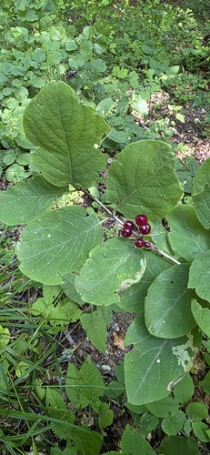 Lonicera steveniana, photograph 3