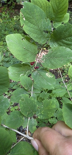 Lonicera steveniana, photograph 4