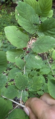 Lonicera steveniana, photograph Алена Ручка, CC BY, iNaturalist via GBIF