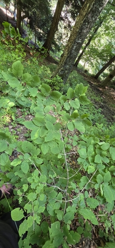 Lonicera steveniana, photograph 5