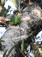Trichocentrum brachyphyllum