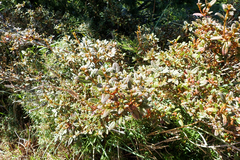 Rhododendron rubropilosum taiwanalpinum