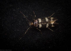 Limnaecia polycydista