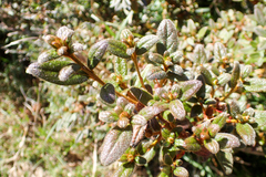 Rhododendron rubropilosum taiwanalpinum