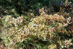 Rhododendron rubropilosum taiwanalpinum