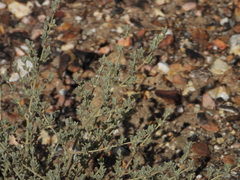 Cistus ocymoides, photograph Duarte Frade, CC BY, iNaturalist via GBIF